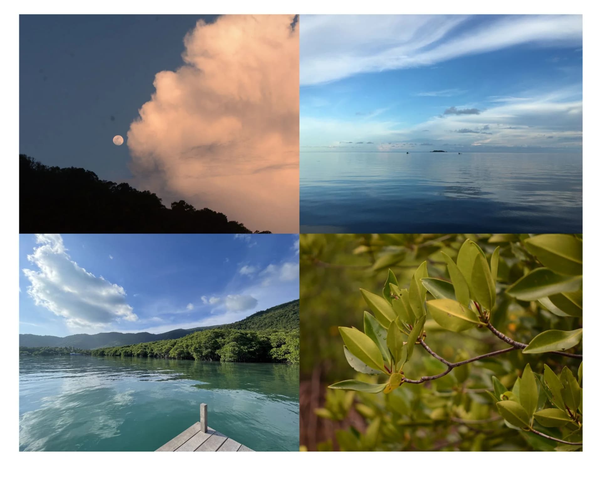 Nature collage showcasing sustainable focus